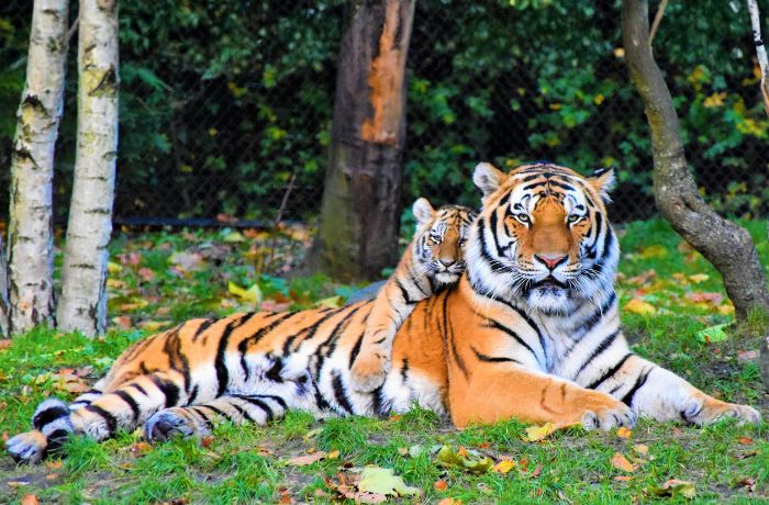 Yang Terancam Punah Mungkin Bukan Harimau atau Badak, Melainkan Masa Depan Kita